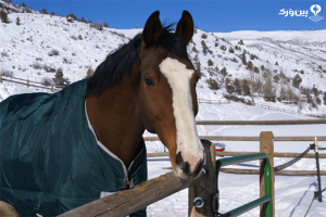 مراقبت از اسب در زمستان 