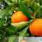 آموزش صحیح نحوه کاشت و پرورش درخت پرتقال