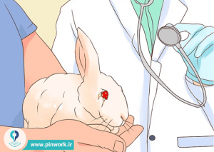 درمان خرگوش