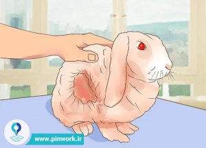 شناخت بیماری و درمان خرگوش
