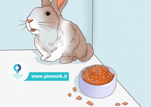 درمان بیماری خرگوش